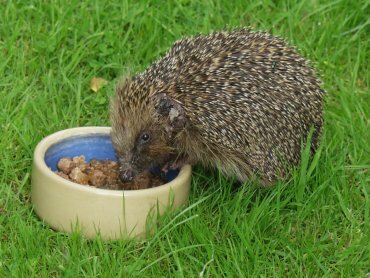 Hedgehog