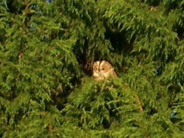 Tawny Owl