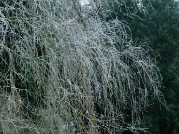 Frost on the Weeping Willow