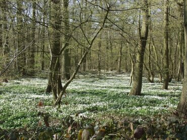 Wood Anemonies