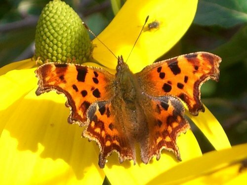 Comma butterfly