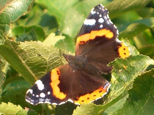 Red Admiral butterfly