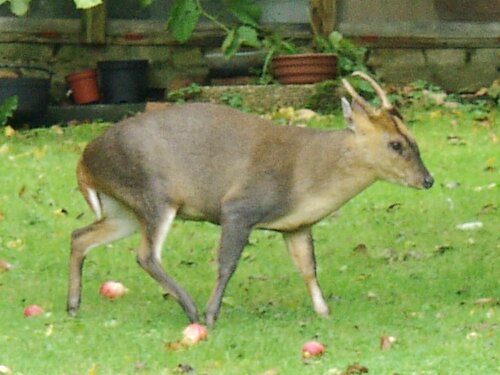 Muntjac Deer