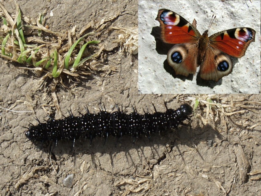 A Caterpillar, Alfriston, Sussex, England, Great Britain