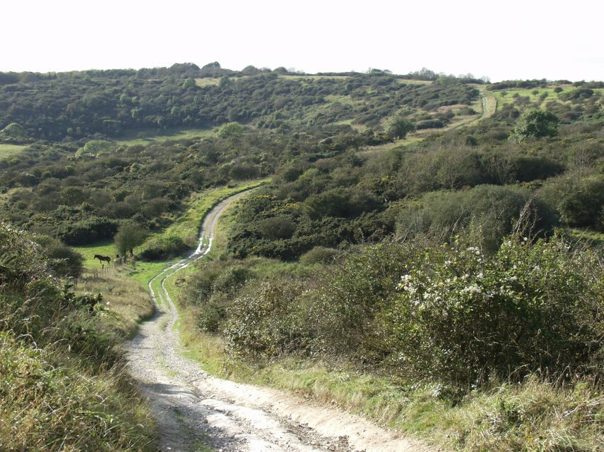 The Path across Lullington Heath near Windover Hill, Alfriston, Sussex, England, Great Britain