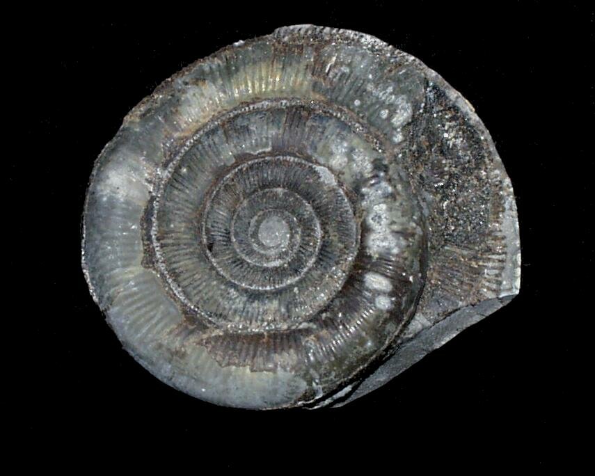 Photograph of Ammonite (Dactylioceras tenuicostatum), North Yorkshire, England