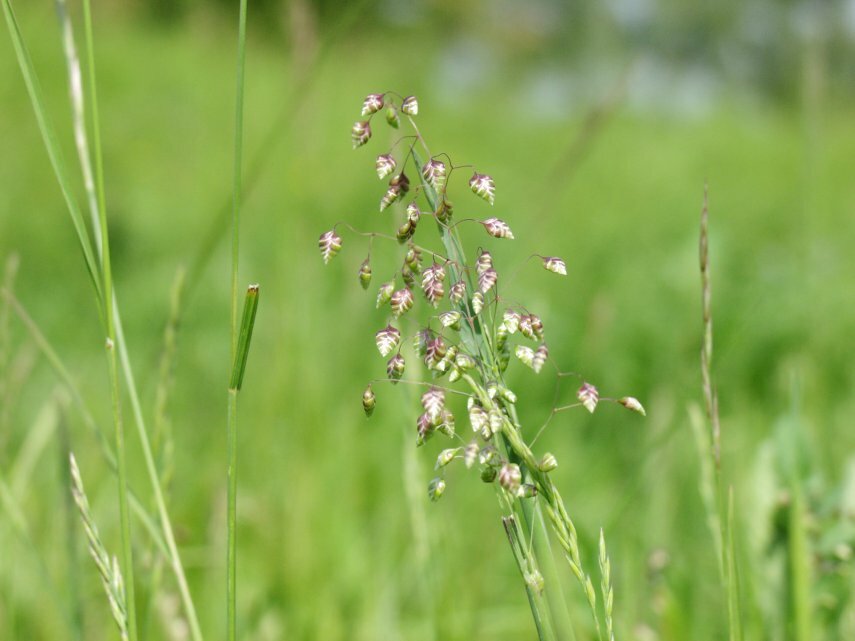 View of Quaking Grass (Briza media), Barnack Hills and Holes, Northamptonshire, England, Great Britain