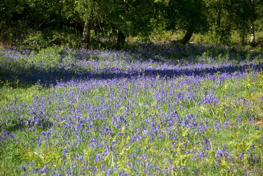 Bluebells, Beacon Hill, Charnwood Forest, Leicestershire, England, Great Britain