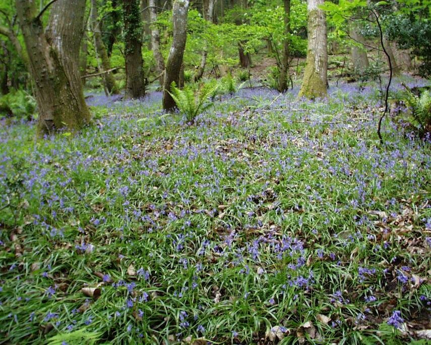 Photos - Bluebells