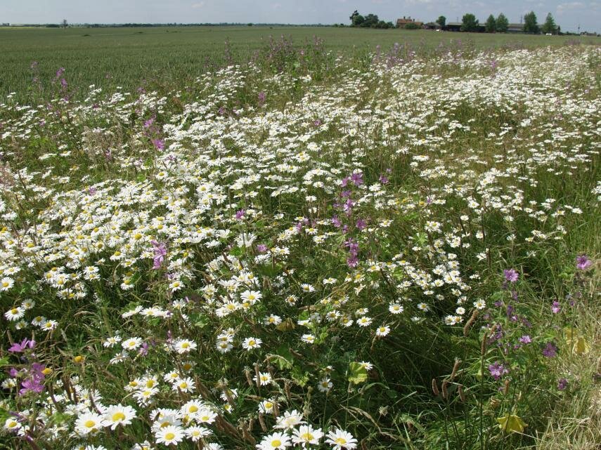 Photo of Common Mallow