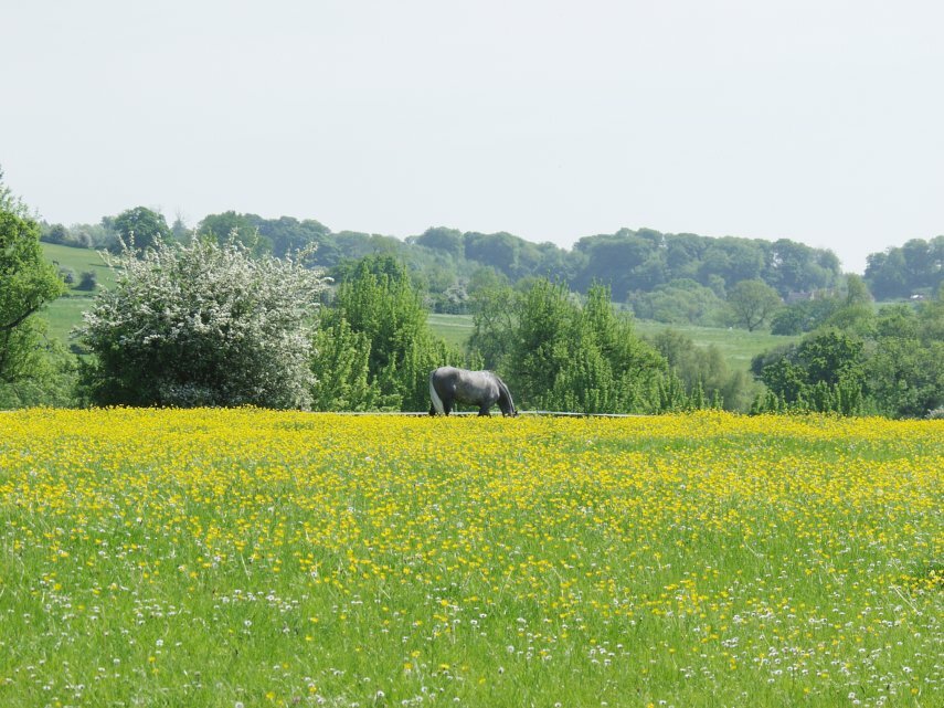 A Buttercup Meadow, Broadway, Worcestershire, England, Great Britain