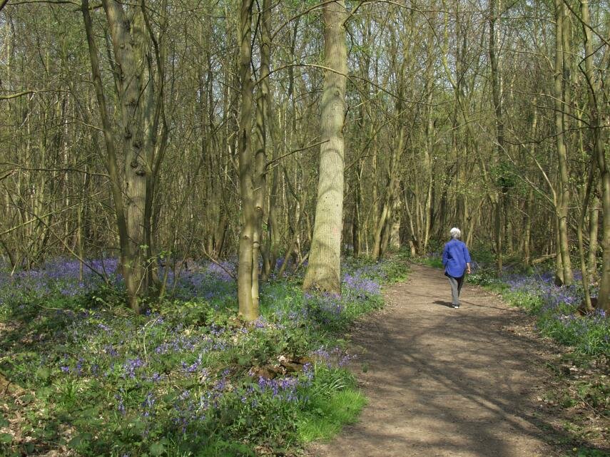 A Path through the Bluebells, Chalkney Wood, Coggeshall, Essex, England, Great Britain