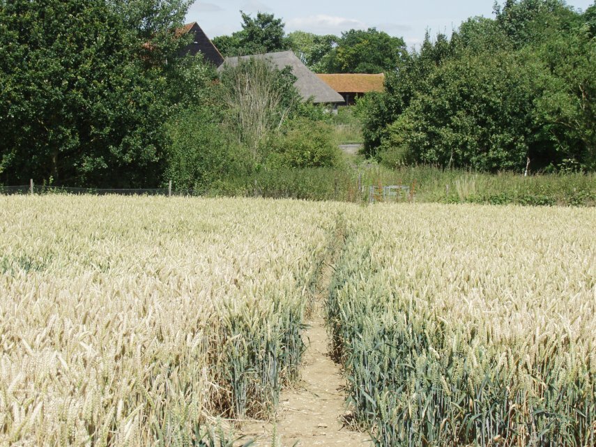 Approaching Cressing Temple Barns, White Notley, Braintree, Essex, England, Great Britain