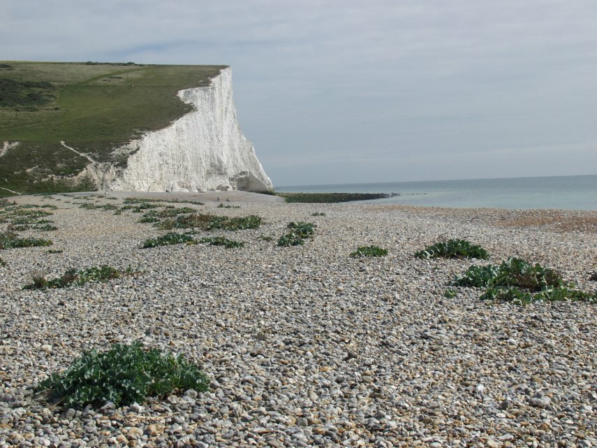 Photograph of Sea Kale and the Seven Sisters chalk cliffs at Cuckmere Haven, Sussex, England