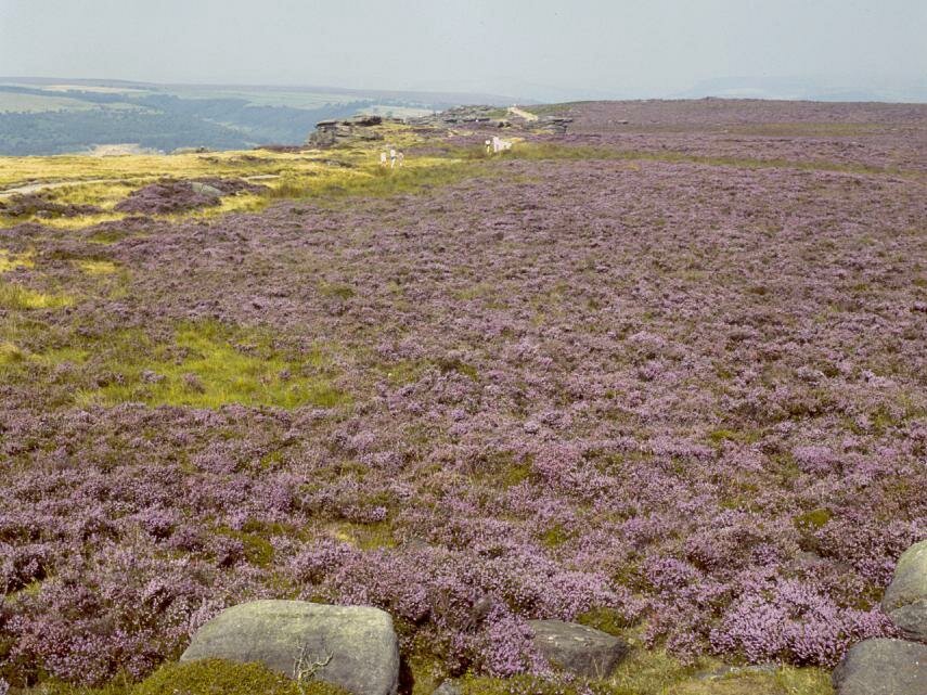 Curbar Edge and Big Moor, Derbyshire Peak District, England