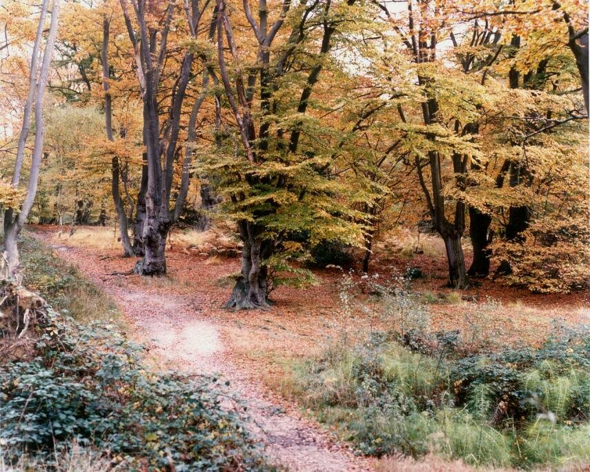 Autumn, High Beach, Epping Forest, Essex, England, Great Britain