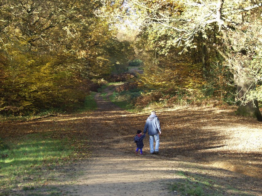 The view along the Clay Road or Ride, Epping Forest, Loughton, Essex, England