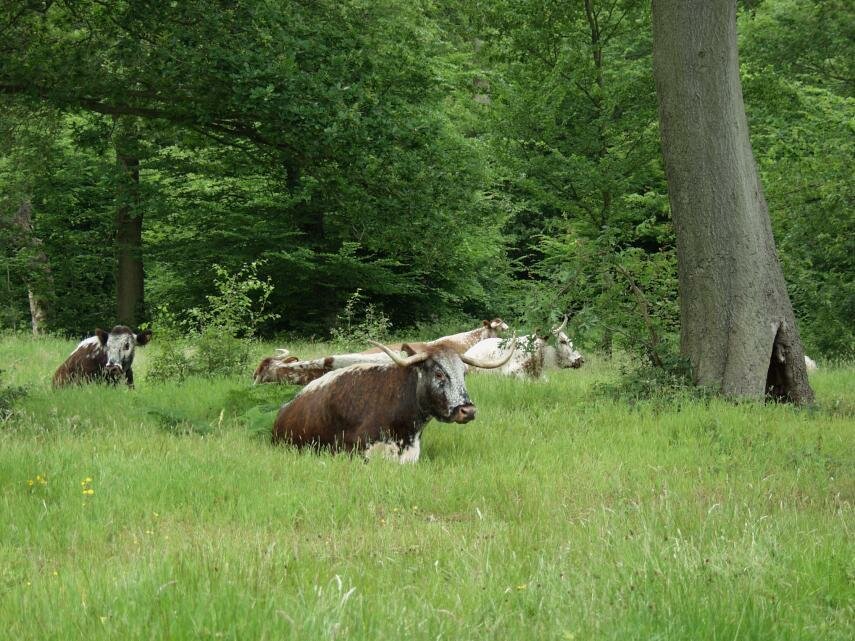English Longhorns in Woodmans Glade (2), Bury Wood, Epping Forest, Essex, England, Great Britain