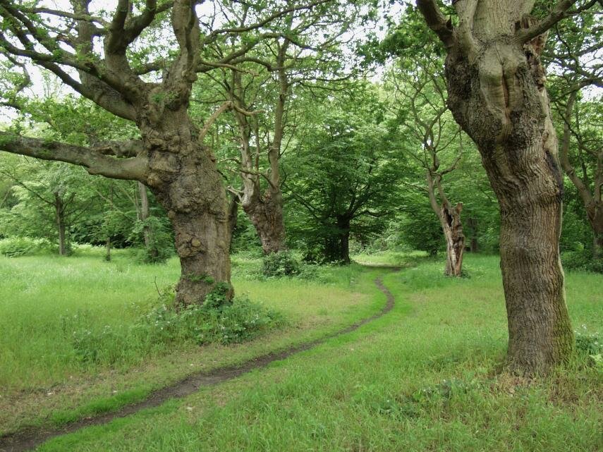 A forest path and Pollarded Oaks, Bury Wood, Epping Forest, Essex, England, Great Britain