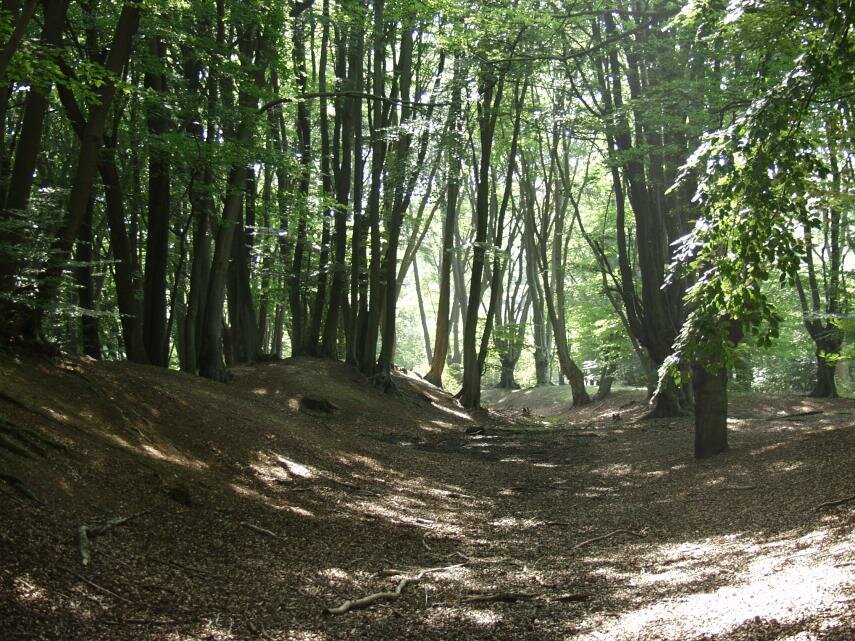 Ambresbury Banks ( An Iron Age hill fort), Epping Forest, Essex, England