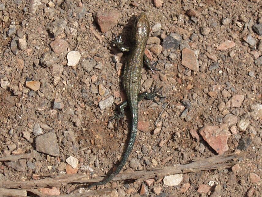 A Common Lizard near Loughton Brook Valley, Epping Forest, Essex, England, Great Britain
