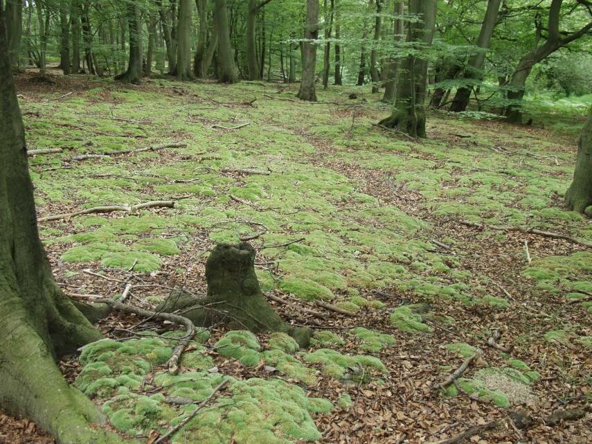 Cushion Moss (<em>Leucobryum glaucum</em>), Epping Forest, Essex, England, Great Britain