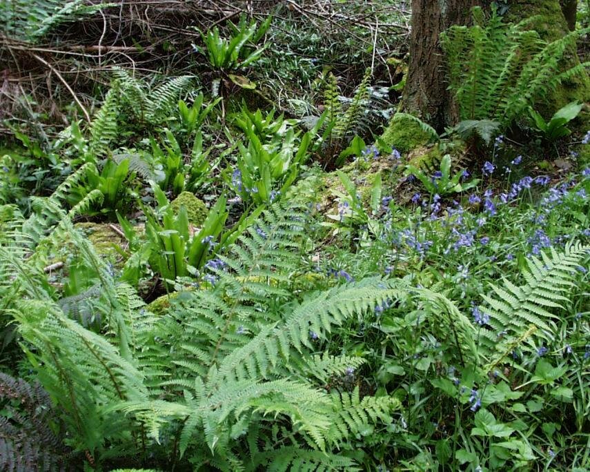 Photo of Hart's Tongue fern