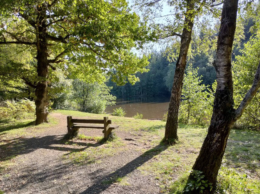 Scene showing the Forest of Dean, Gloucestershire, England