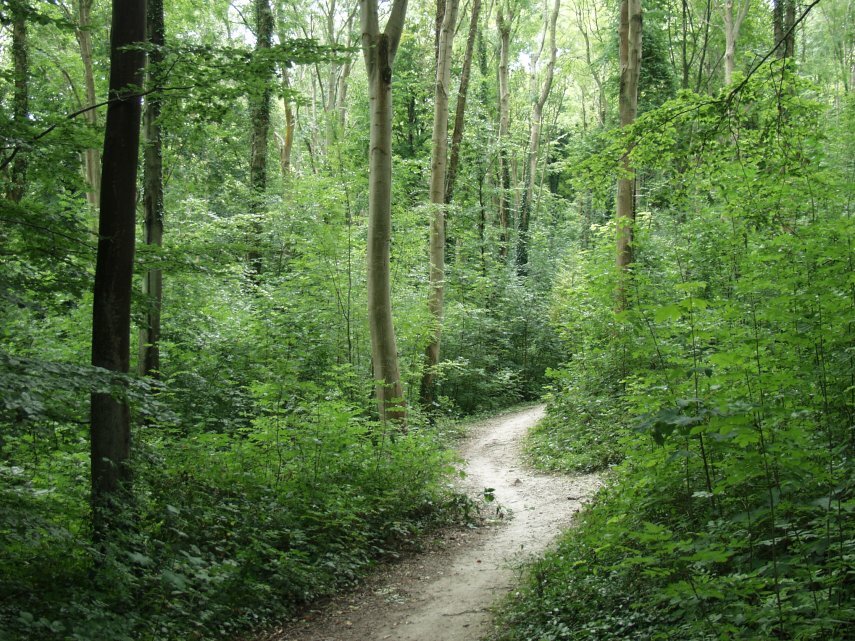 Friston Forest, Sussex, England, Great Britain