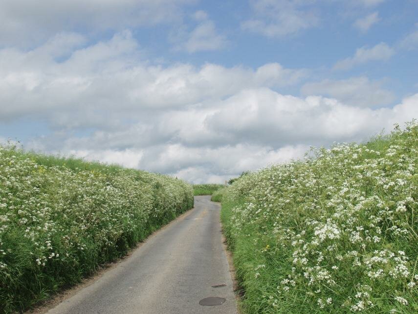 Photos - Cow Parsley