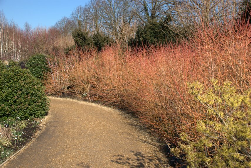 The Winter Garden, Anglesey Abbey, Lode, Cambridgeshire, England, Great Britain