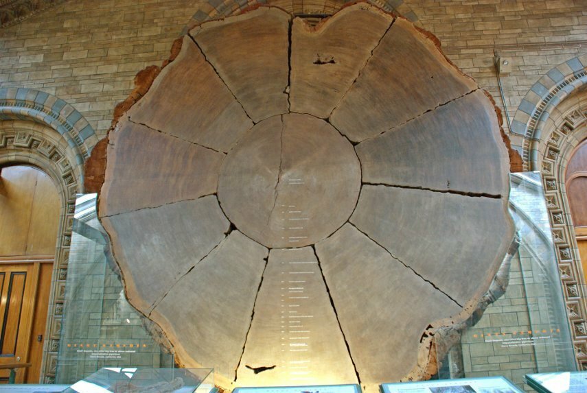 Giant Sequoia slice, Natural History Museum, South Kensington, London, England, Great Britain