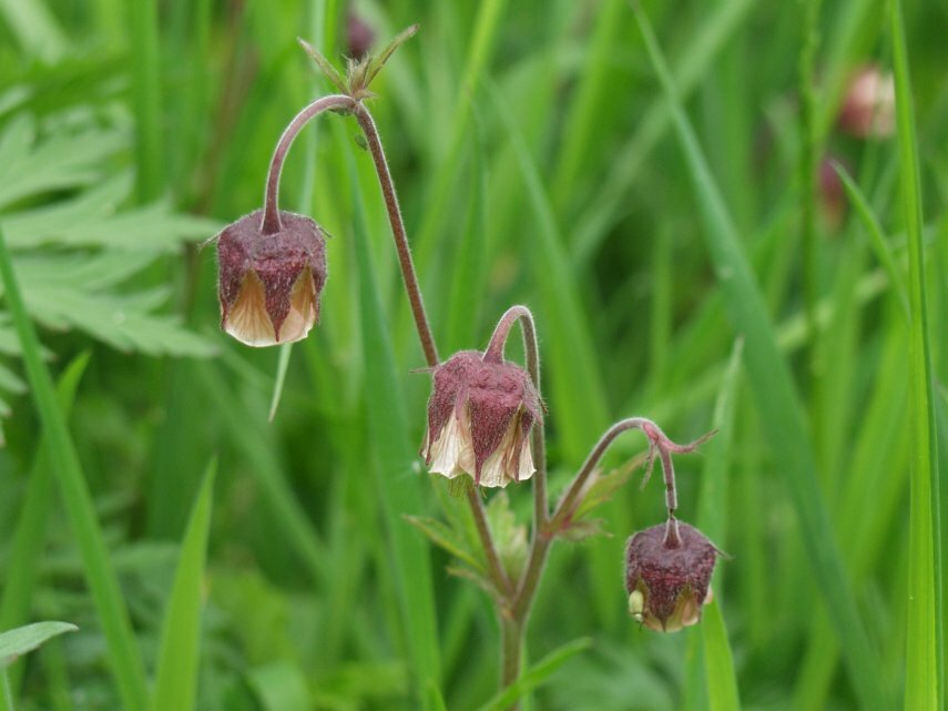 Water Aven (<em>Geum rivale</em>), Manifold Valley, Derbyshire, England, Great Britain