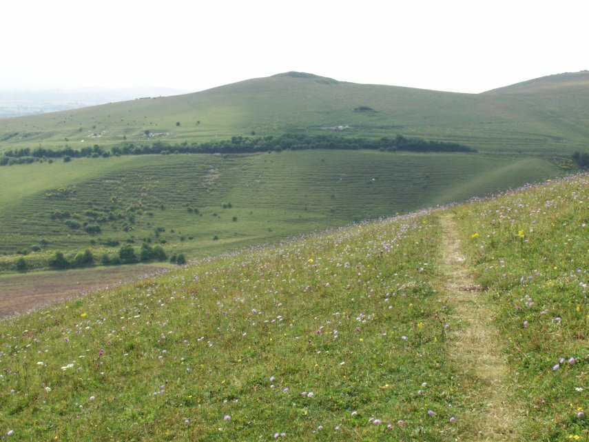 Chalk Grassland, Pewsey Down, Wiltshire, England, Great Britain