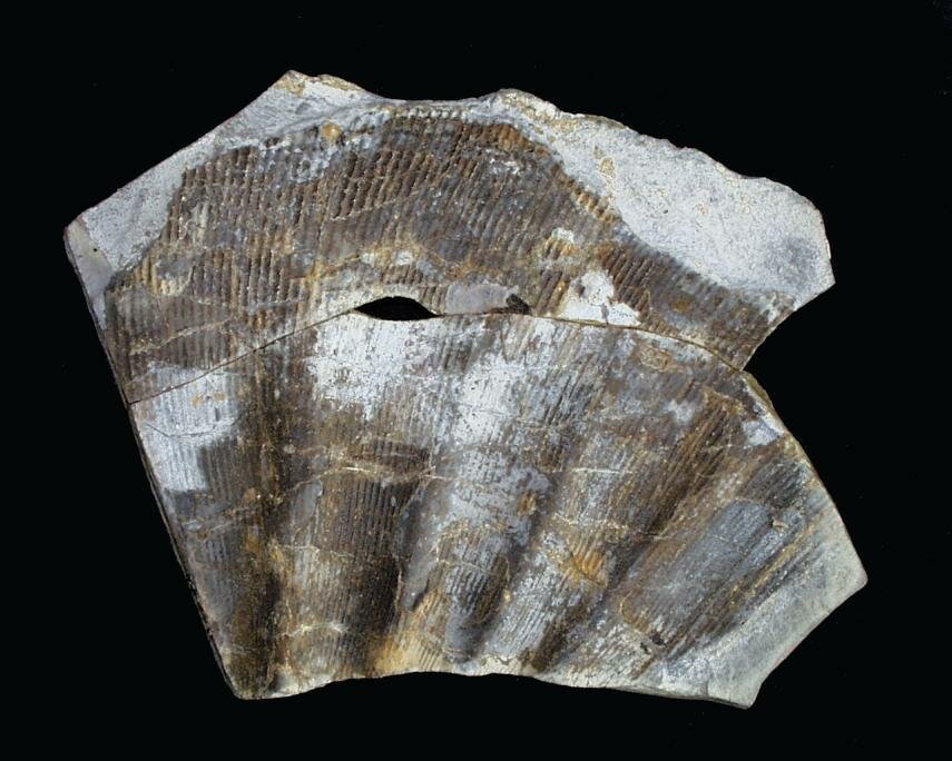 Photograph of an Ammonite fragment (Phylloceras sp.), North Yorkshire, England