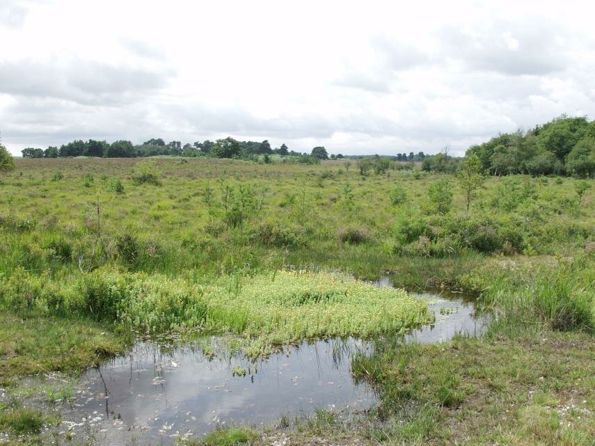 Open Heathland, New Forest, Hampshire, England, Great Britain