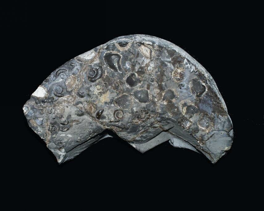 Photograph of a fossiliferous nodule from the Lias of North Yorkshire, England