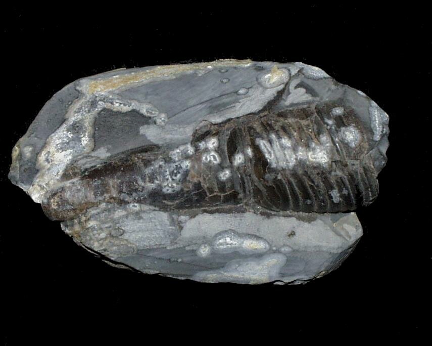 Photograph of a Phragmacone from the Lias, North Yorkshire, England