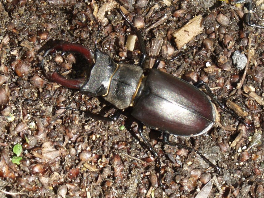 Photo of a male Stag Beetle (Lucarnus cervus), Pin Mill, Suffolk, England