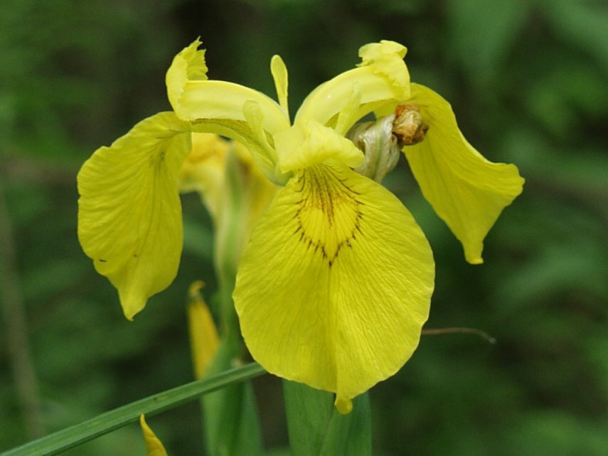 Photgraph of Yellow Flag Iris, Ranworth Nature Reserve, Ranworth, Norfolk