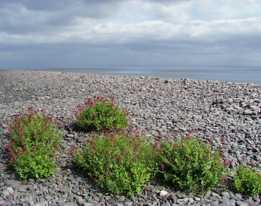 Photo of Red Valerian