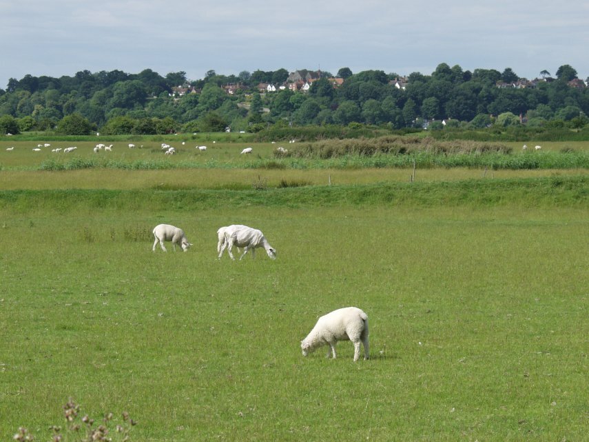 Winchelsea from Rye Harbour, Rye, Sussex, England, Great Britain
