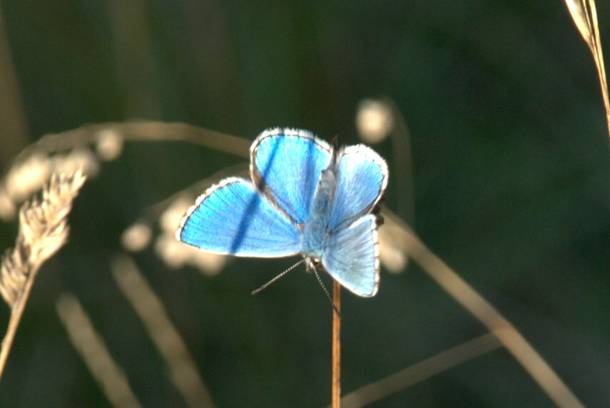 An Adonis Blue butterfly, Figsbury Ring, Salisbury, Wiltshire, England, Great Britain