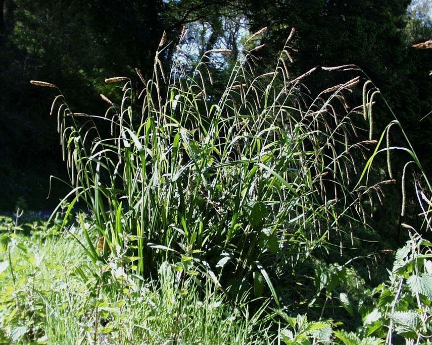 Photos - Pendulous Sedge
