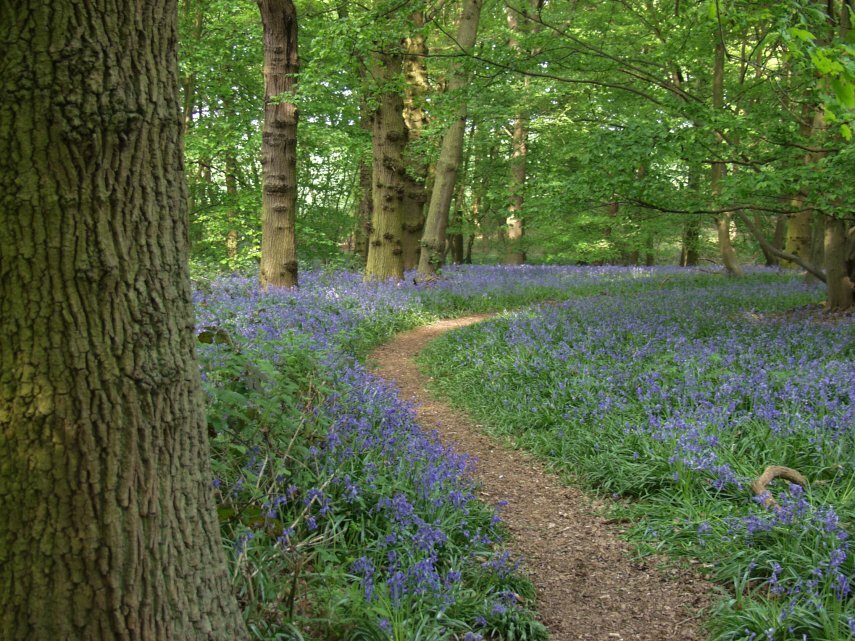 Bluebells (Hyacinthoides non-scriptus), Shut Heath Wood, Great Braxted, Essex, England, Great Britain