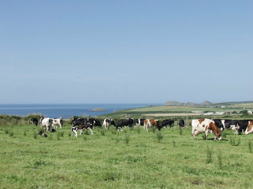 Near St. Nons, St. David's, Pembrokeshire, Wales, Great Britain