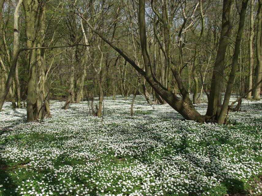 Wood Anemone (Anemone nemorosa), Tiptree, Essex, England, Great Britain