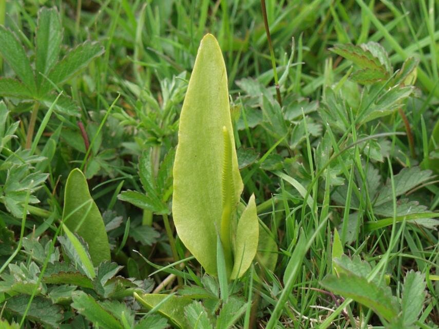 Photograph of Adder's Tongue fern