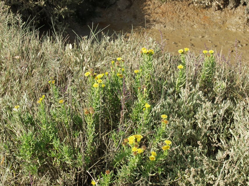 Photograph of Golden Samphire