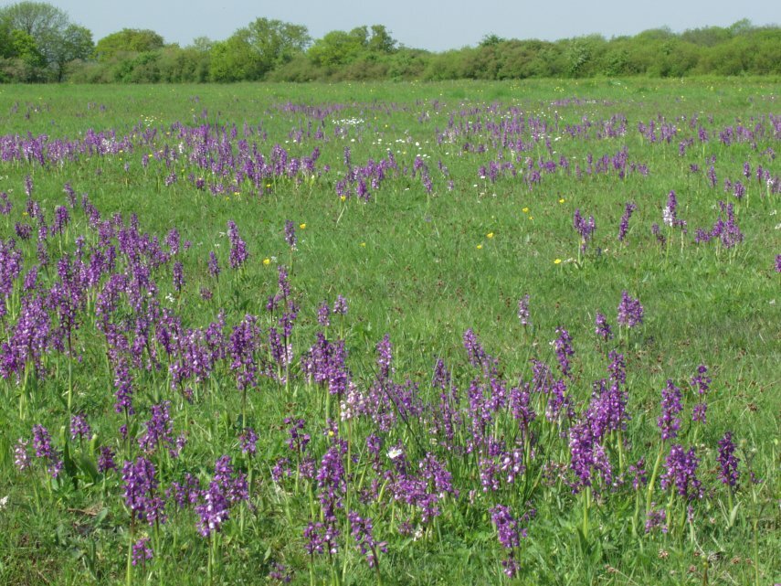 Photograph of Green Winged Orchids